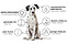 Produkt Bild Probierpaket Barf Complete für Hunde 3