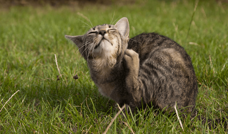 These 5 Simple Catlifealways Tricks Will Pump Up Your Sales Almost Instantly