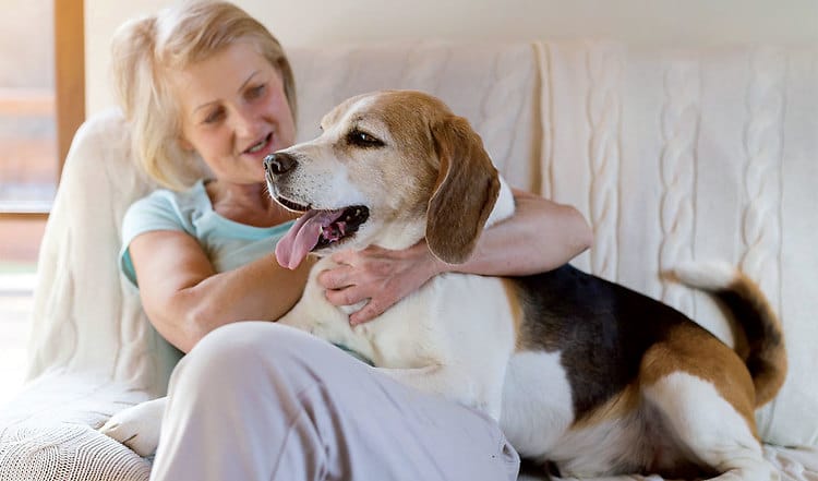 Was genau Tierärzte unter Hot Spots verstehen und wie Sie die juckenden Stellen bei Hund und Katze bekämpfen können