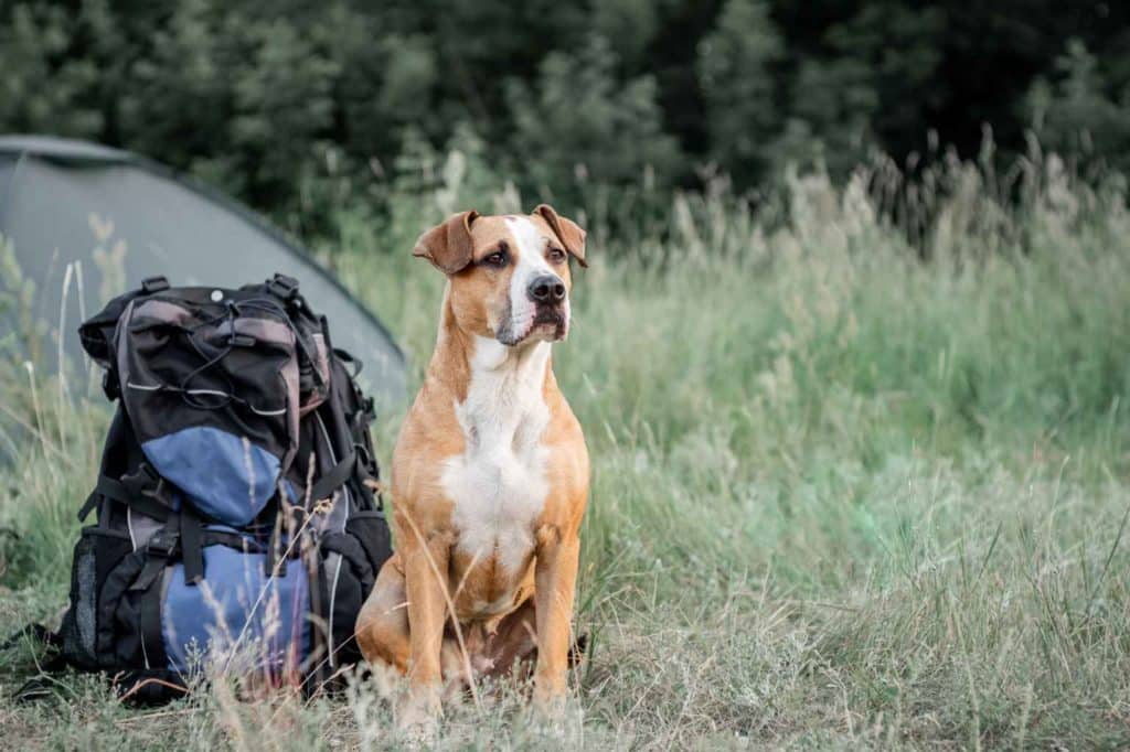 Hund sitzt erwartungsvoll neben einem Rucksack