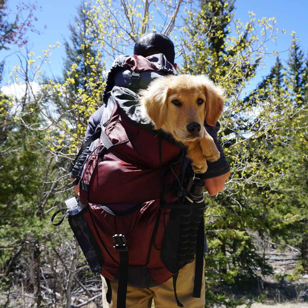 Ein Hund in einem Rucksack