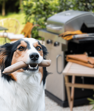 Hund mit Bratwurst beim Grillen