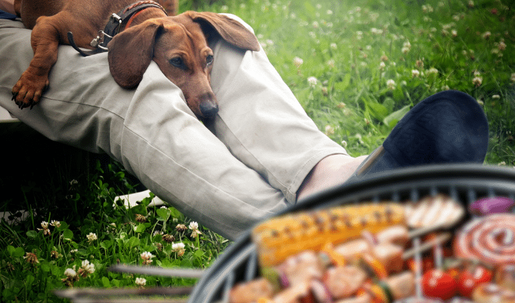 Grillabend mit Hund