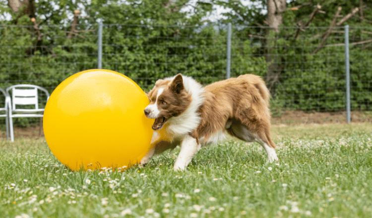 Ein Hund beim Treibball