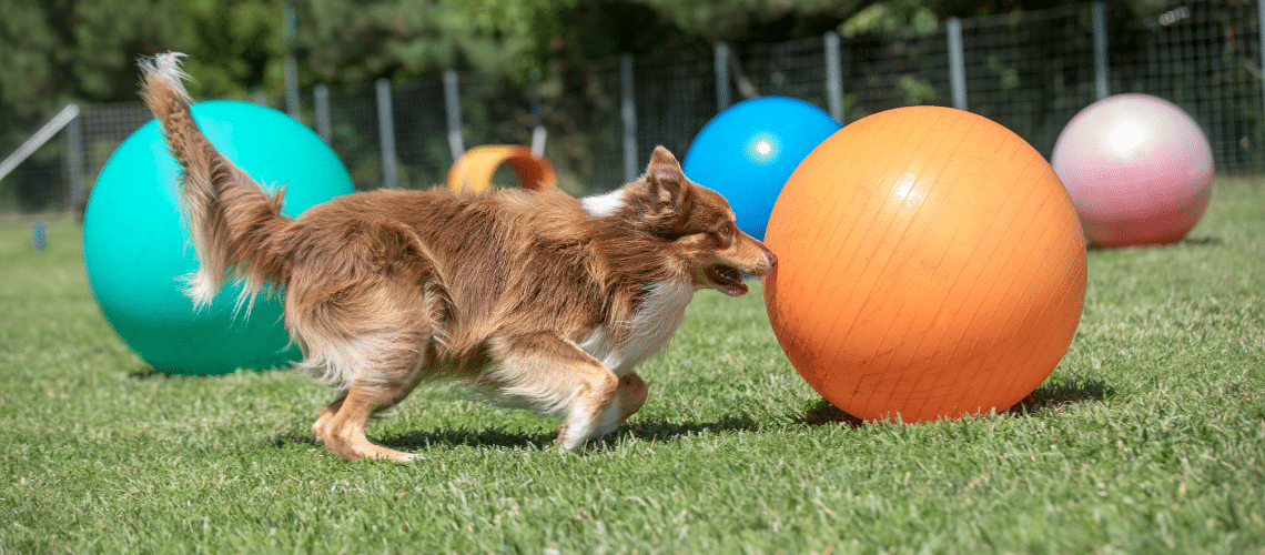 Ein Hund der einen Ball vor sich hertreibt