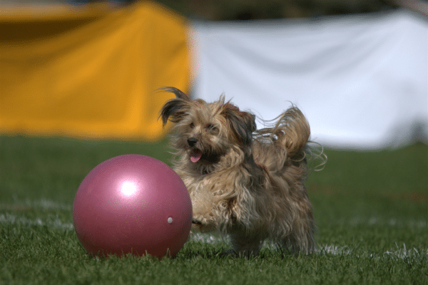 Ein kleiner Hund, der mit einem Treibball spielt