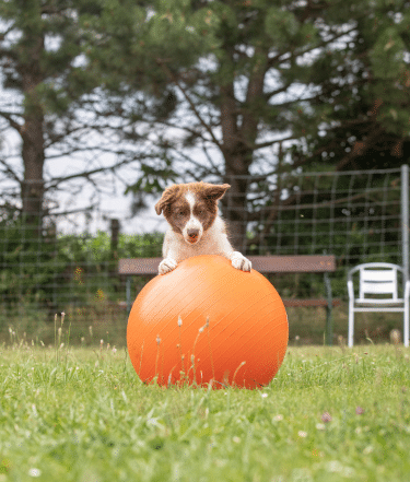 Ein junger Hund mit einem Gymnastikball