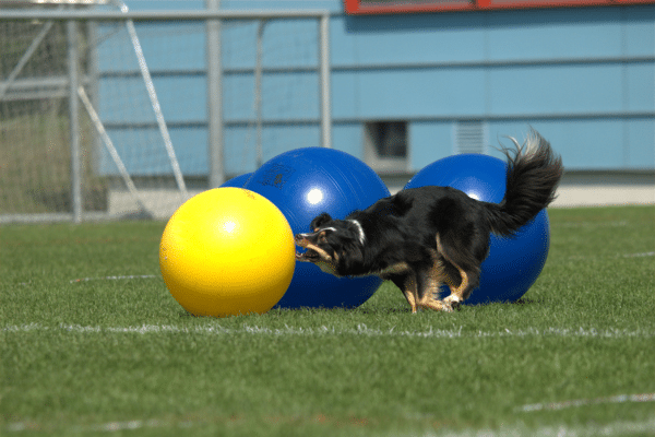 Ein Hund in einem Treibball Parcours